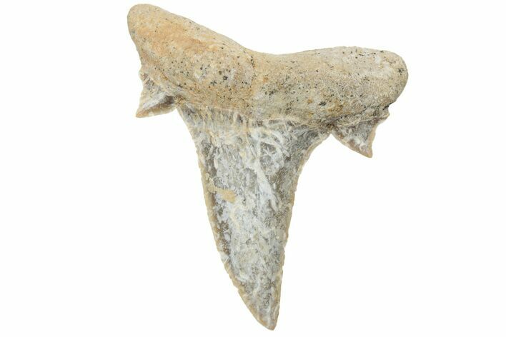 Mackerel Shark (Cretolamna) Tooth - Dakhla, Morocco #225285